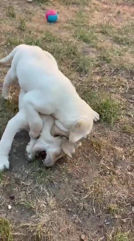 Labrador Retriever dogs for sale: (3 left) ADORABLE LABRADOR PUPPIES FOR SALE 🐾  - Video 1