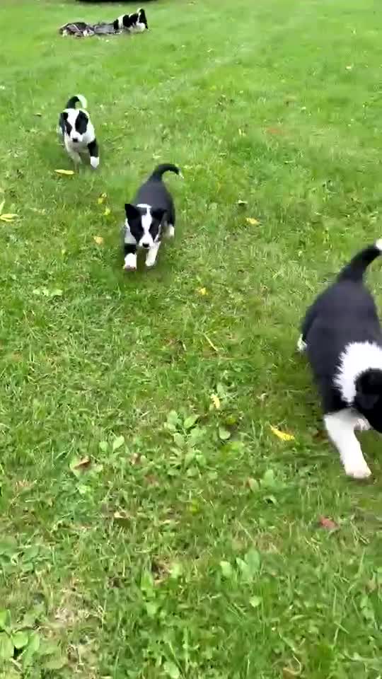 Border Collie dogs for sale: Border collies puppies - Video 2