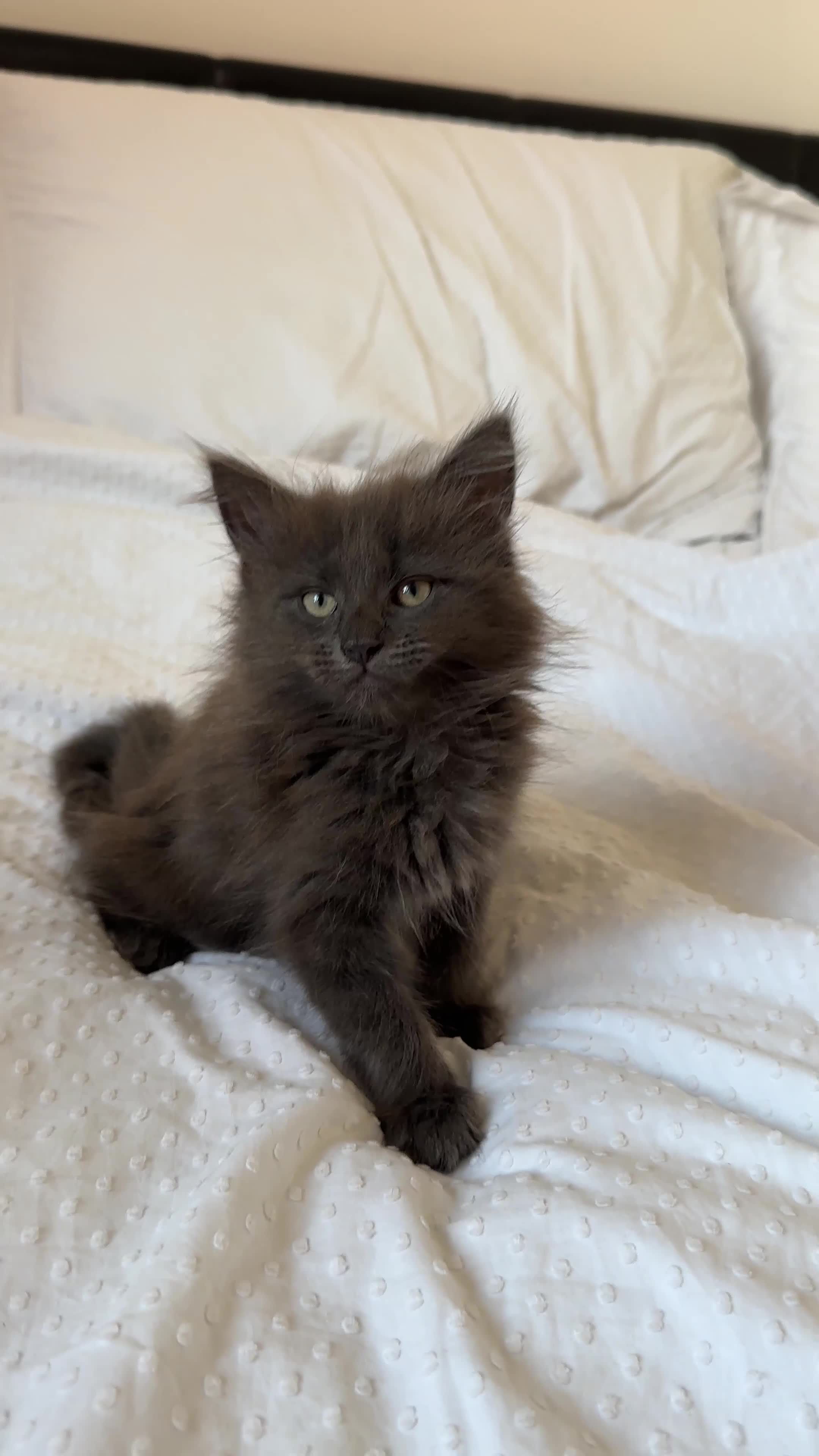 Maine Coon cats for sale: Blue Main Coon - Video 1