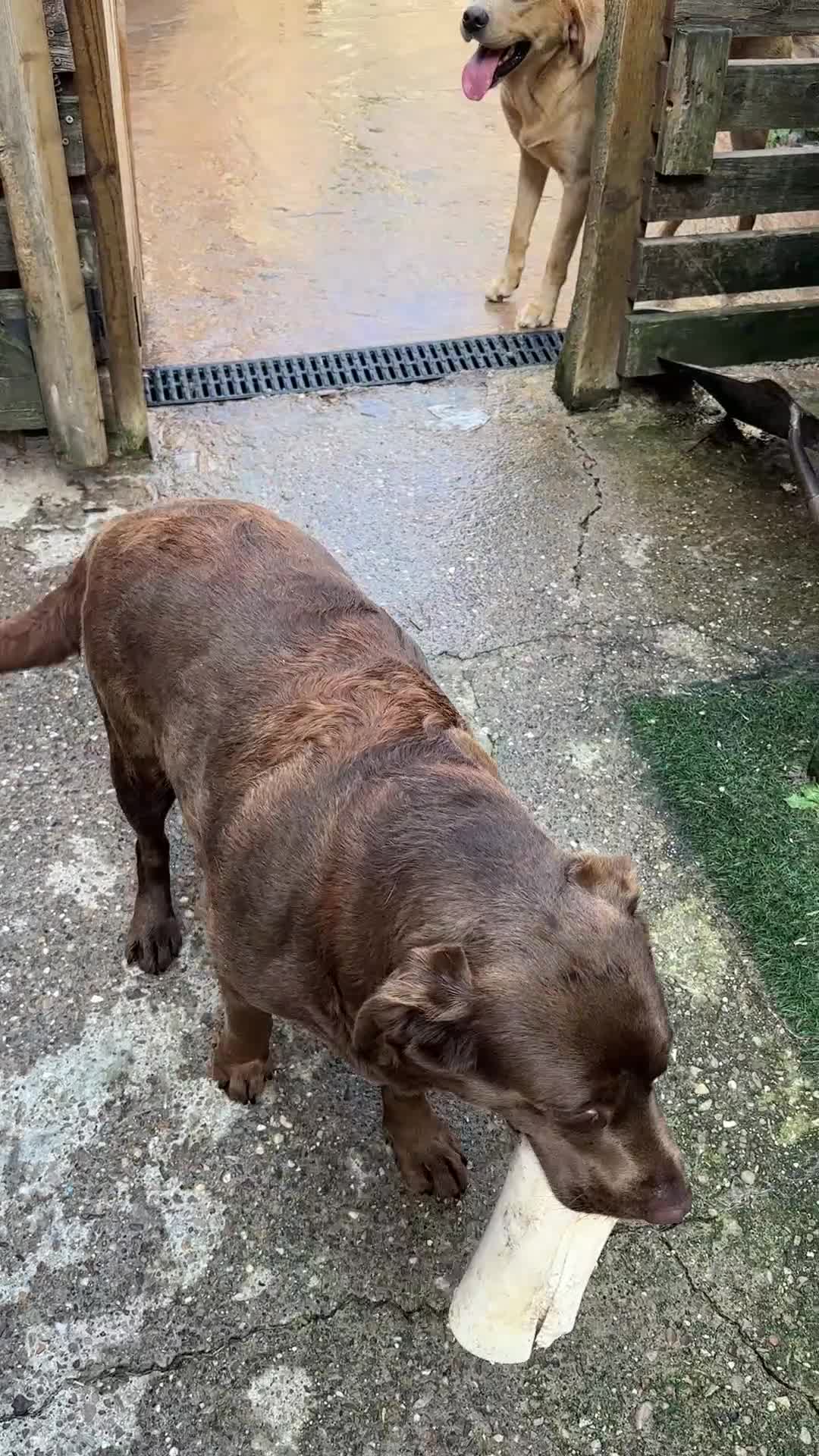 Labrador Retriever dogs for sale: Labrador male and female for sale - Video 2