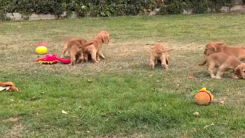 Cocker Spaniel dogs for sale: Adorable Show Cocker Spaniel puppies - Video 3