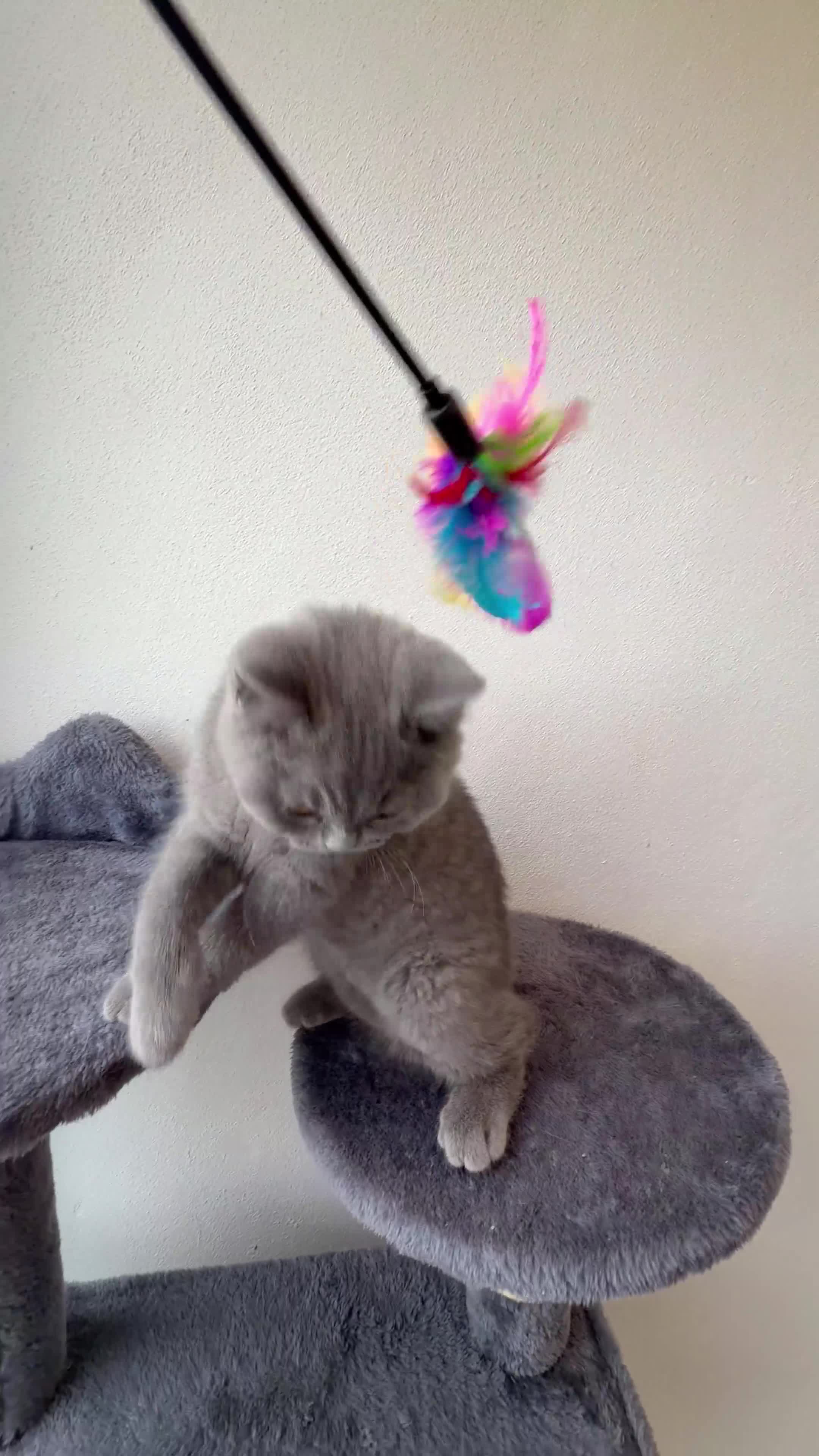 British Shorthair cats for sale: BRITISH SHORTHAIR BOY READY FOR FOREVER HOME - Video 1