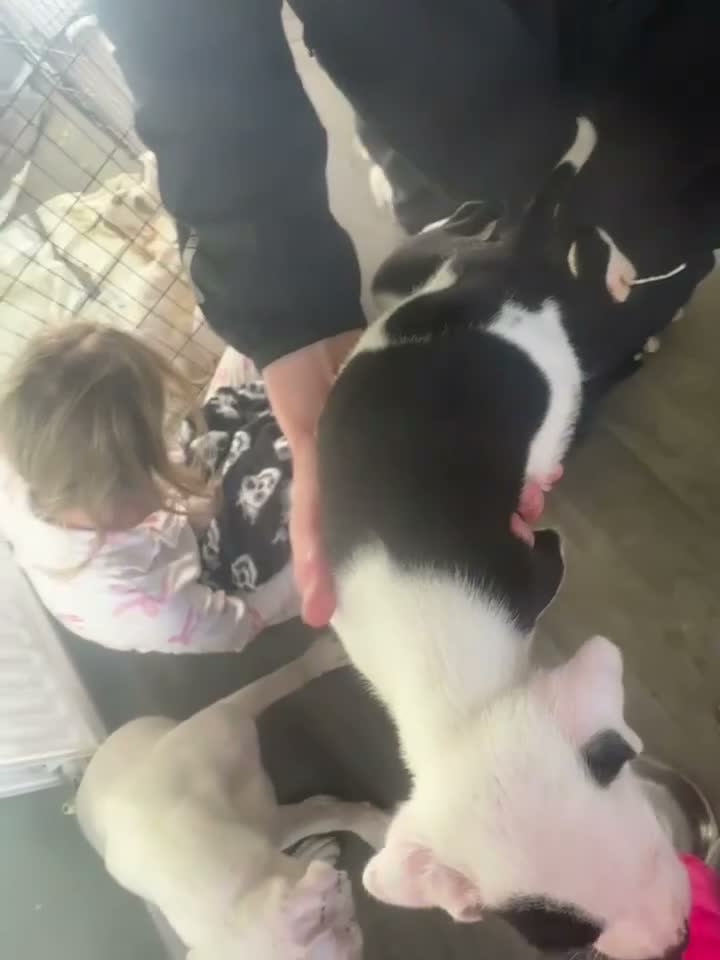 American Bulldog dogs for sale: American bulldogs looking for their forever home  in Stockton-on-Tees - Video 2