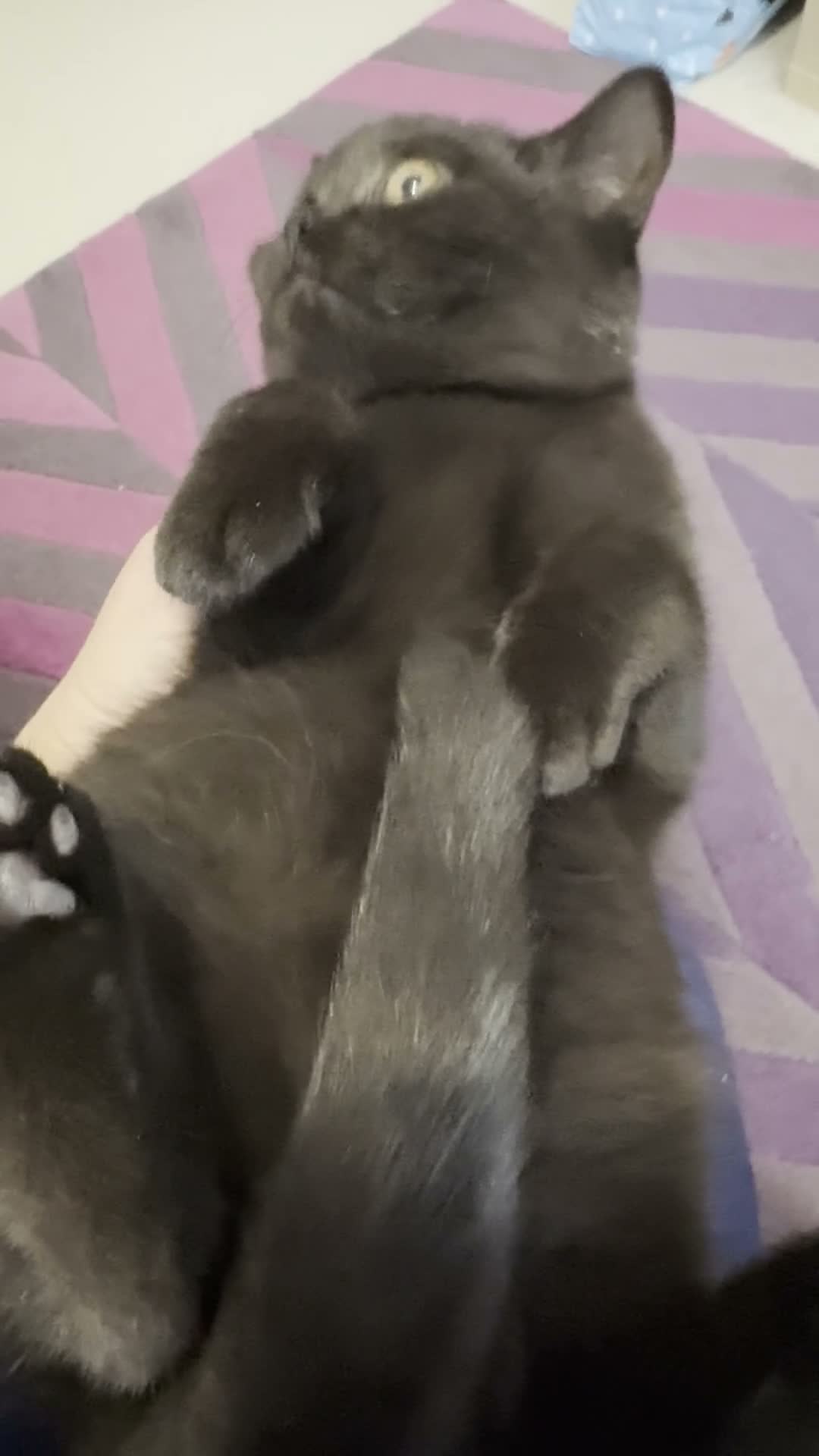 British Shorthair cats for sale: British Shorthair Kitten - Video 2