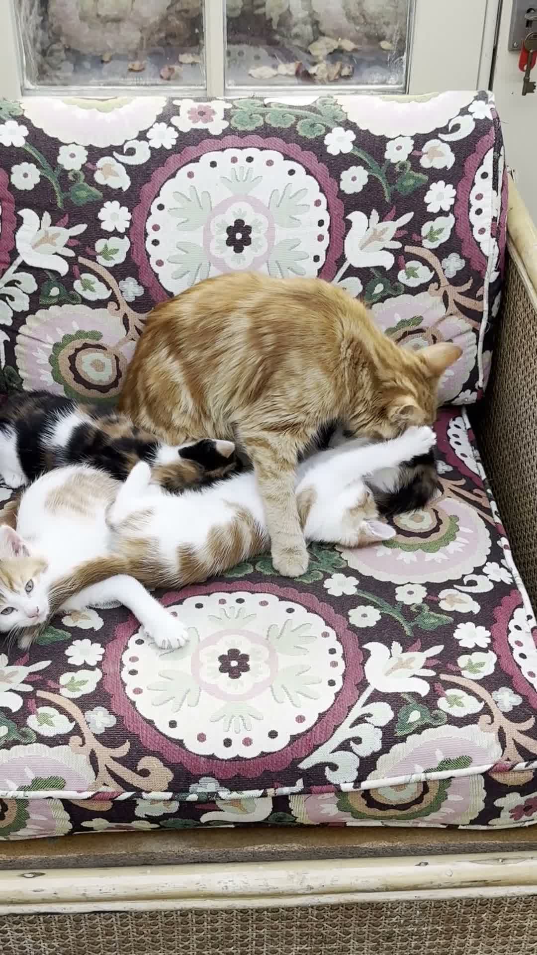 British Longhair cats for sale: Two ginger and white male kittens  - Video 1