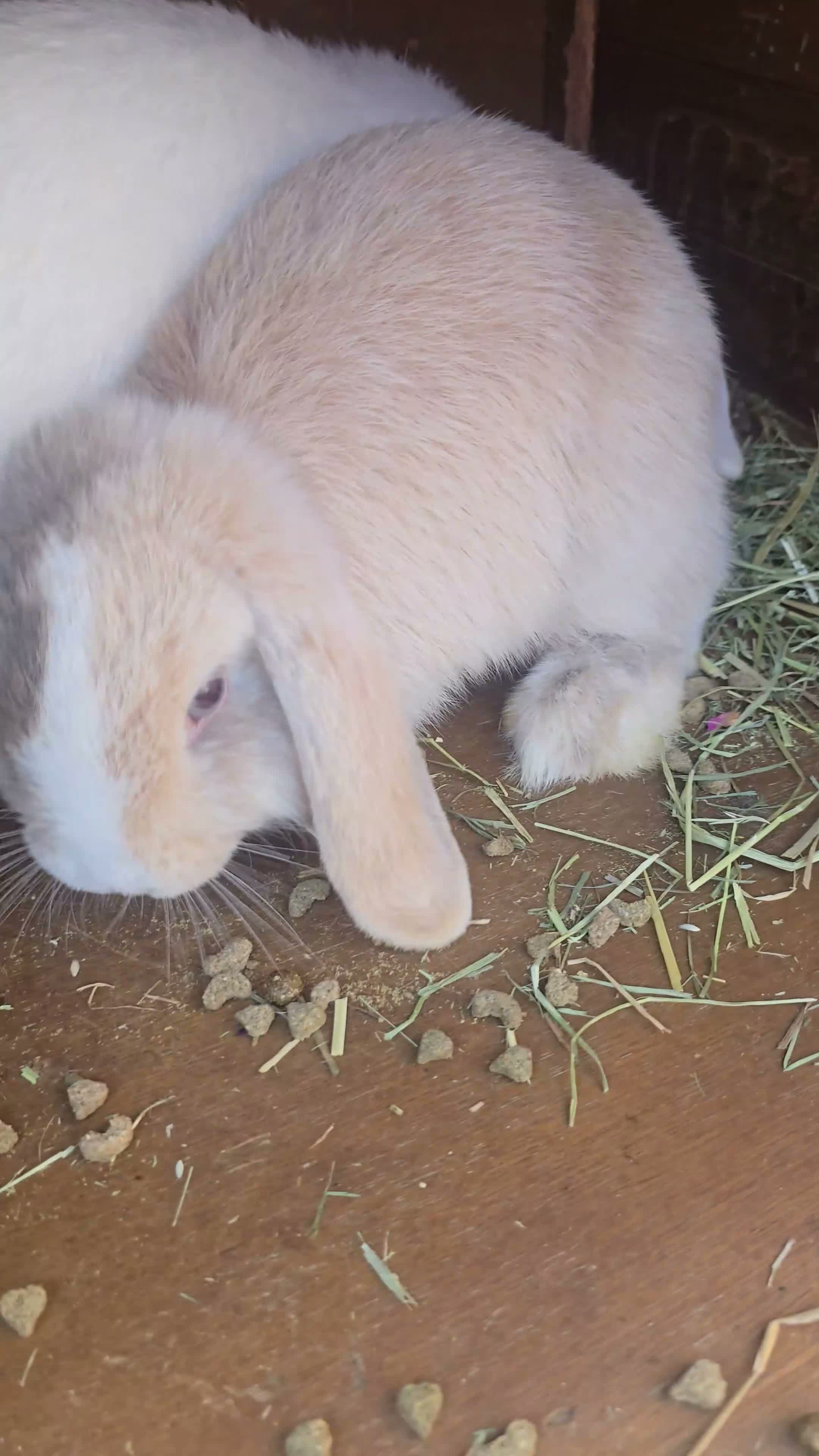 Mini Lop rabbits for sale: Mini lop bunny  - Video 1
