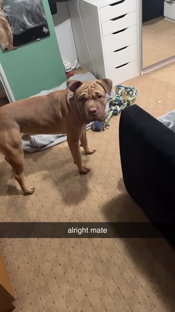 Mixed Breed dogs for sale: Kilo  - Video 2
