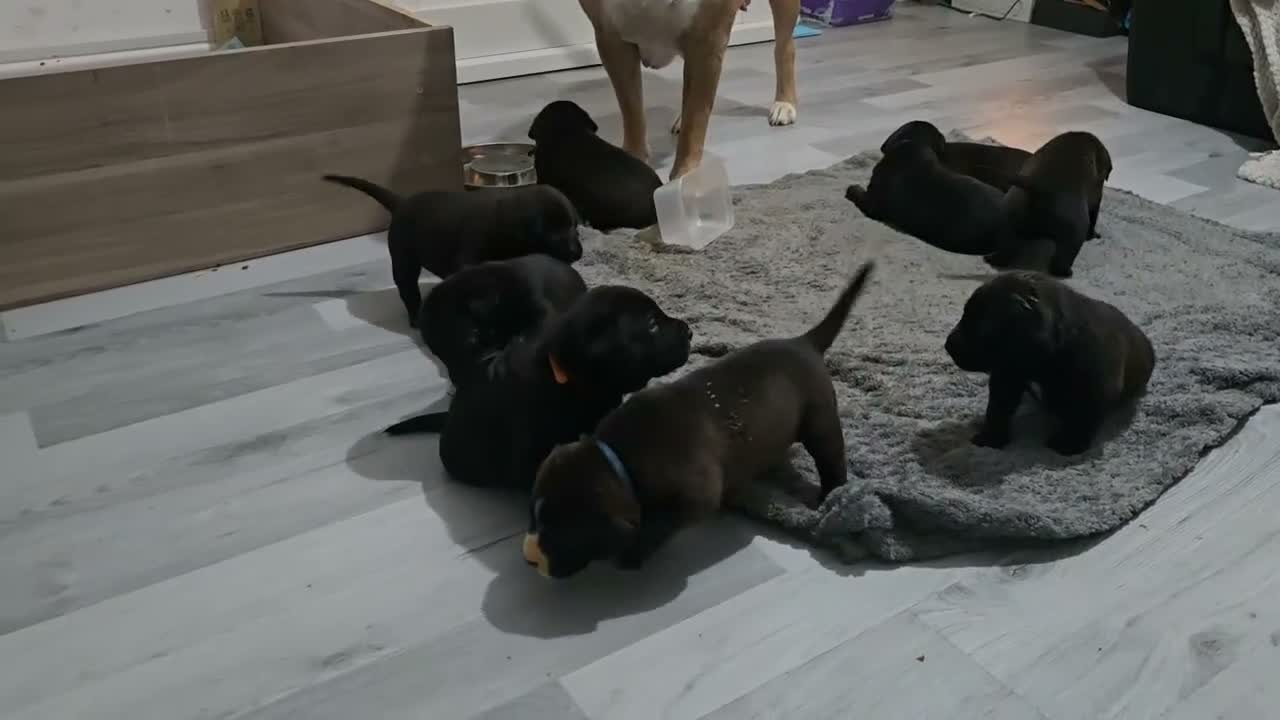 Mixed Breed dogs for sale: Beautiful Staffador/Labrastaff Puppies - Video 1