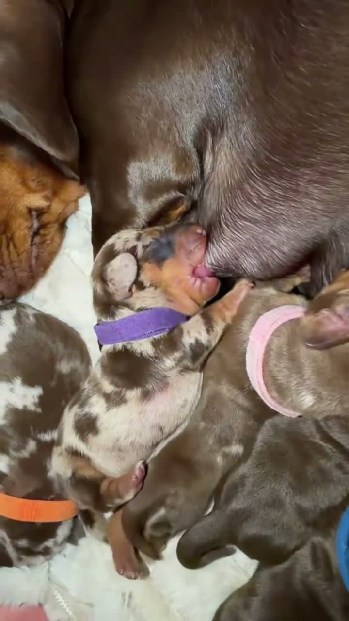Miniature Dachshund dogs for sale: Miniature dachshund pups  - Video 1