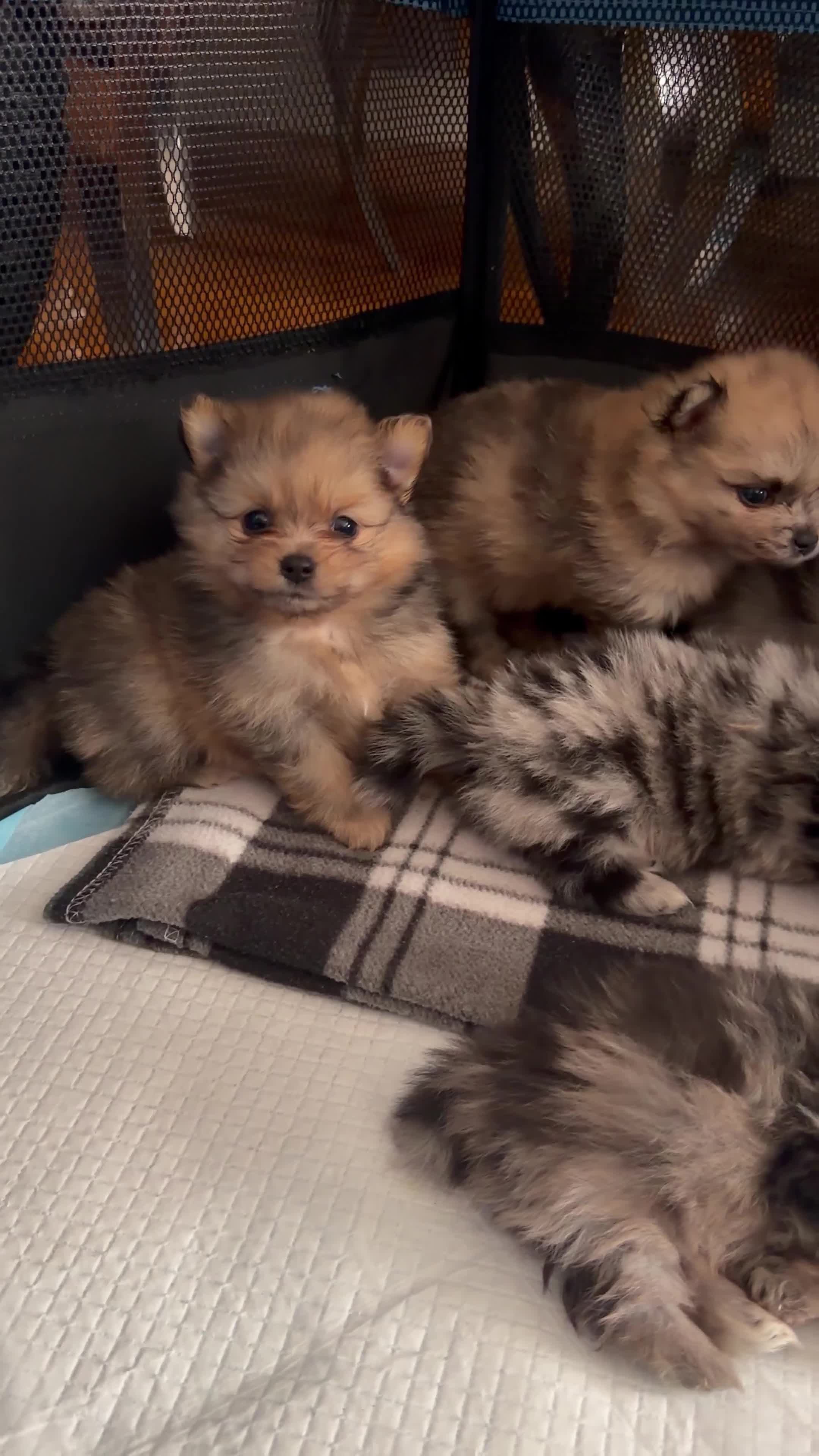 Pomeranian dogs for sale: 🐶✨  **  Russian Merle Pomeranian Puppies ✨ 🐶 in Southport - Video 5