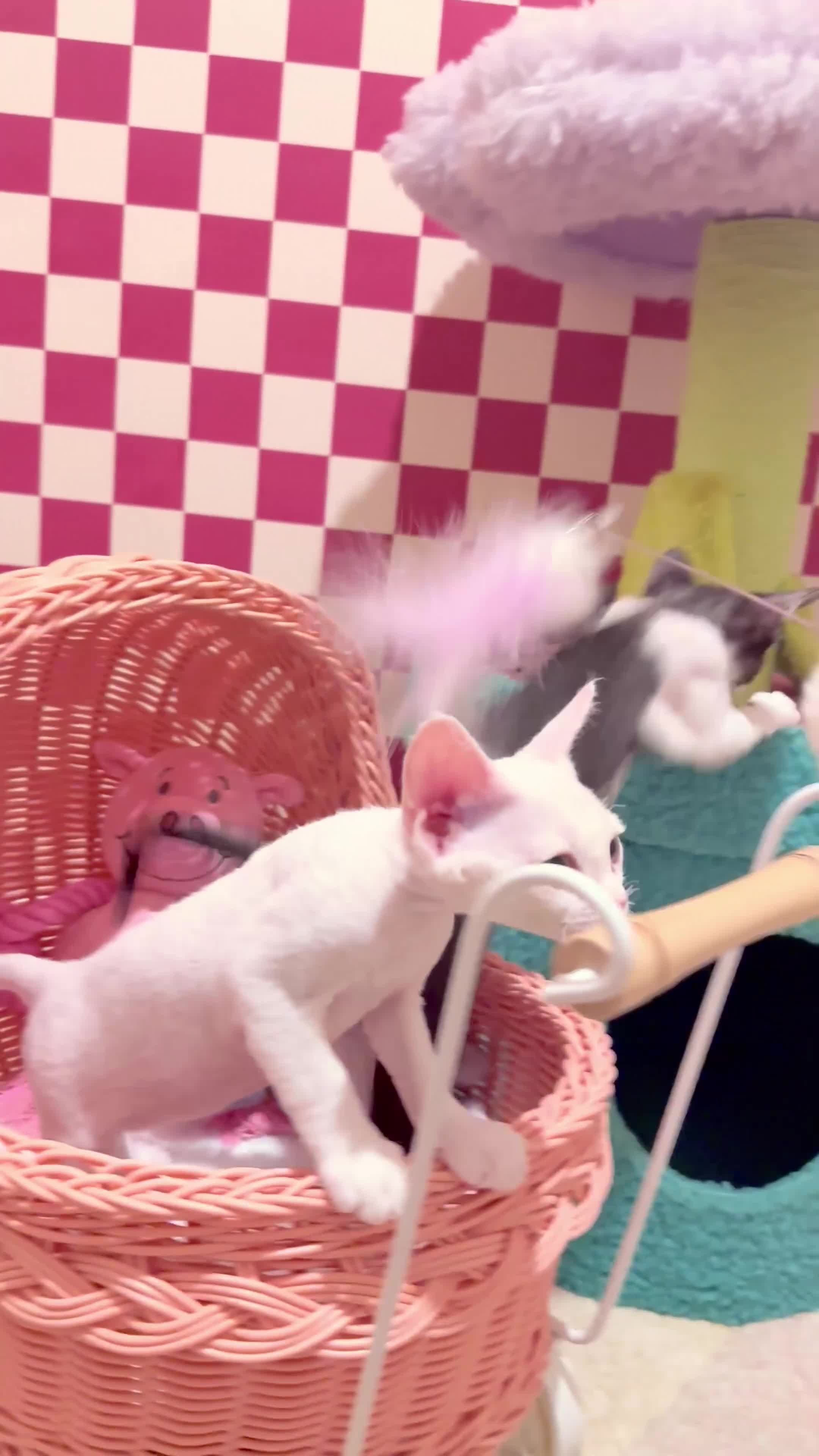 Devon Rex cats for sale: Beautiful Devon Rex kittens ❤️❤️❤️ - Video 3