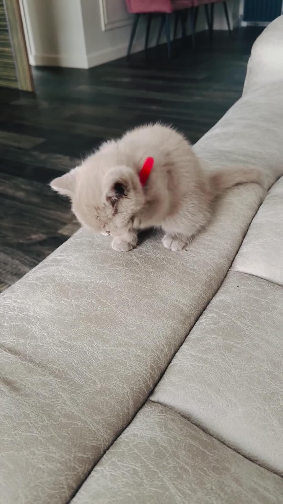 British Shorthair cats for sale: Beautiful GCCF Registered BH Kittens, Choc & Lilac - Video 3