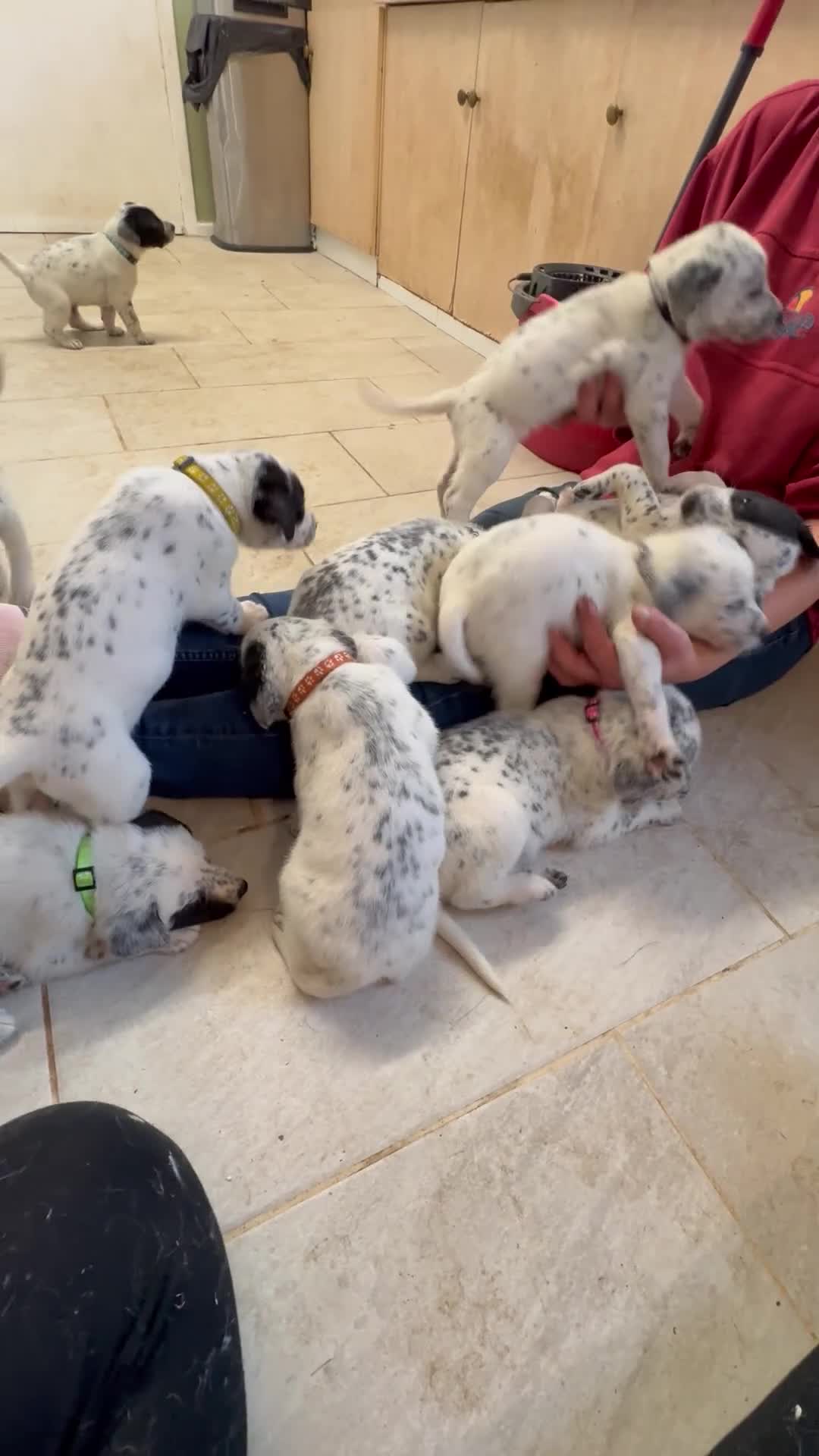 Mixed Breed dogs for sale: Pyrematian puppies - Video 1