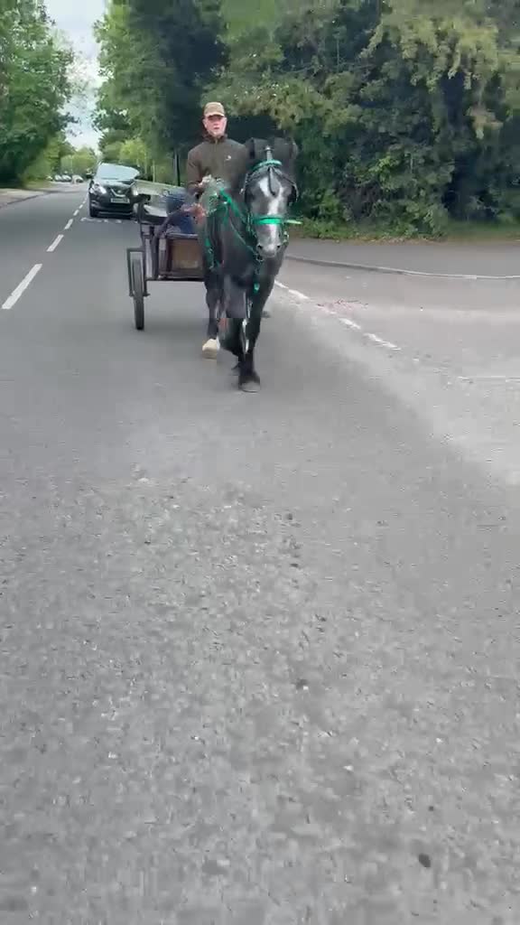 Welsh Section C horses for sale: Welsh x cob  - Video 1