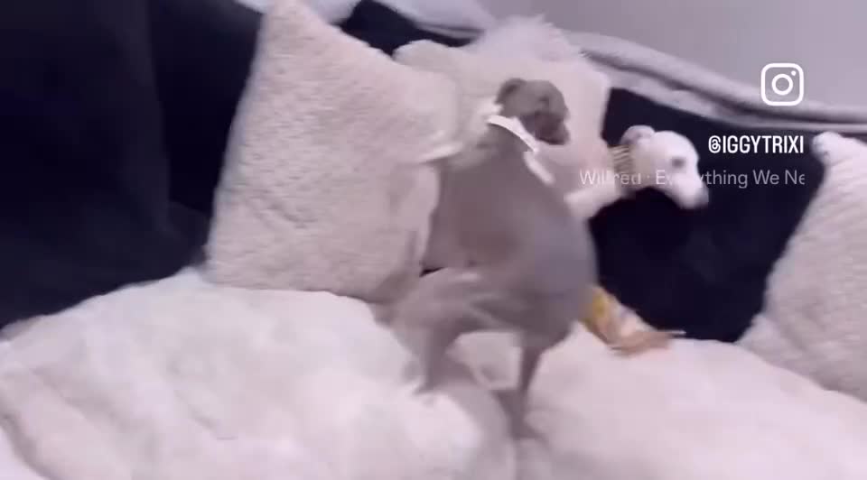 Italian Greyhound dogs for sale: Gorgeous KC Italian Greyhound Puppies - Video 3