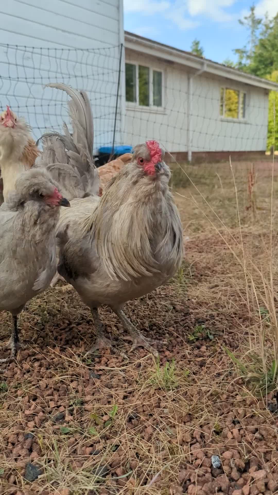 Chickens poultry for sale: Small mixed flock of colours egg laying hens  in Berwick-upon-Tweed - Video 1