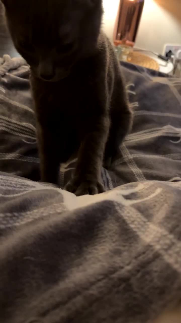 Mixed Breed cats for sale: Beautiful grey male cat.  in Chorley - Video 1