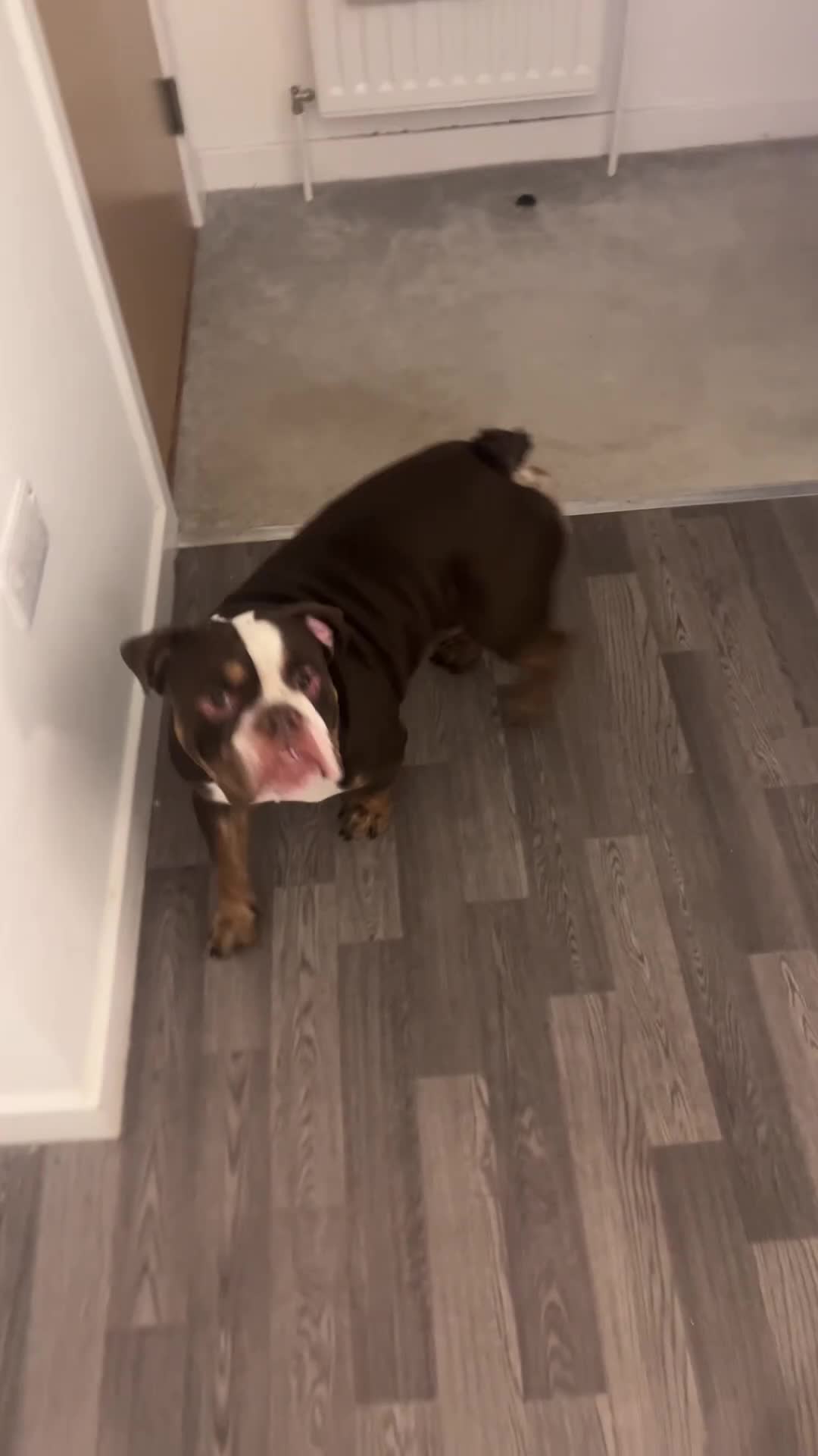 English Bulldog dogs for sale: English/British bulldog  - Video 1