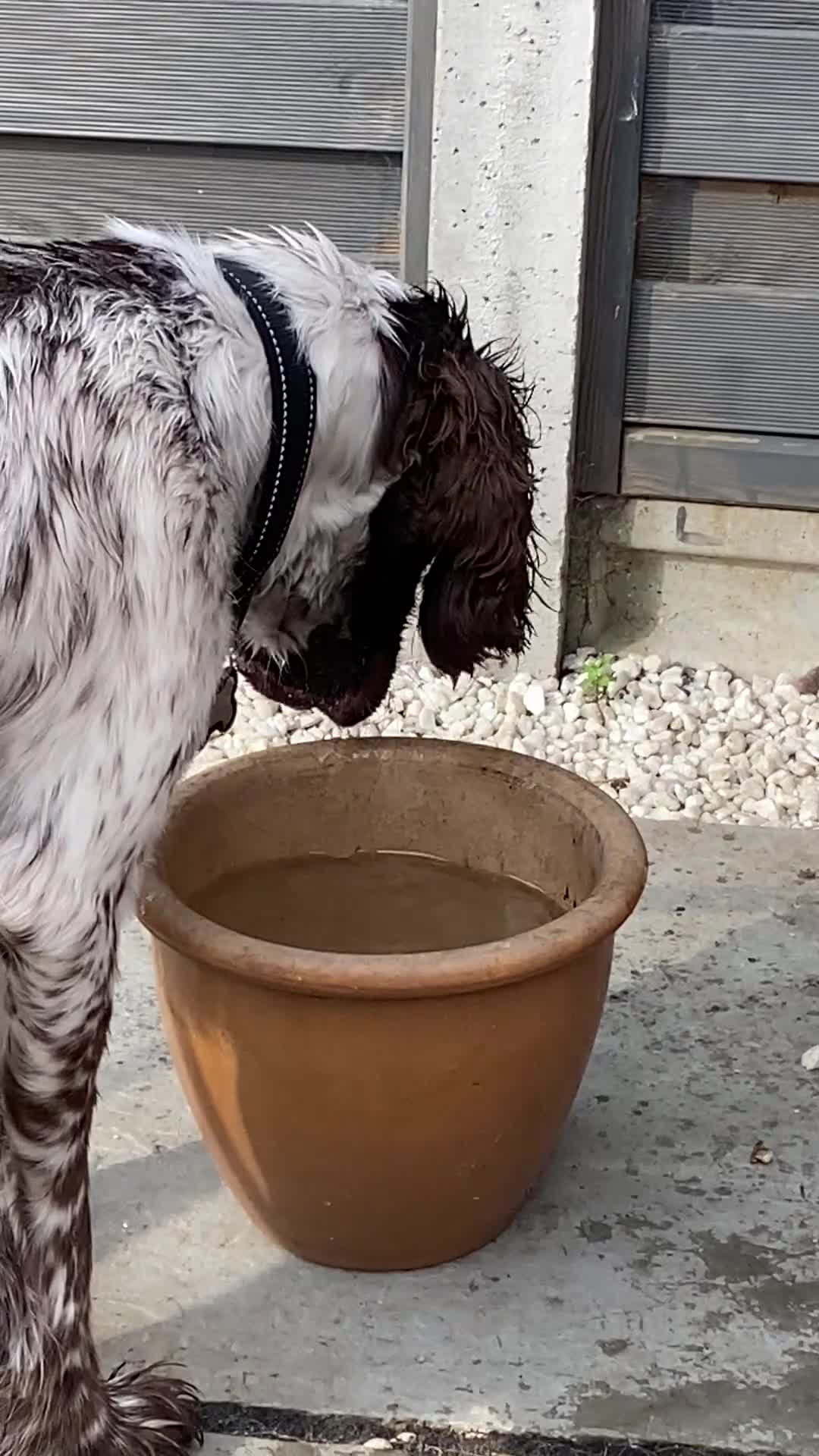 Sprocker dogs for sale: Barney sprocker spaniel in Lincoln - Video 1