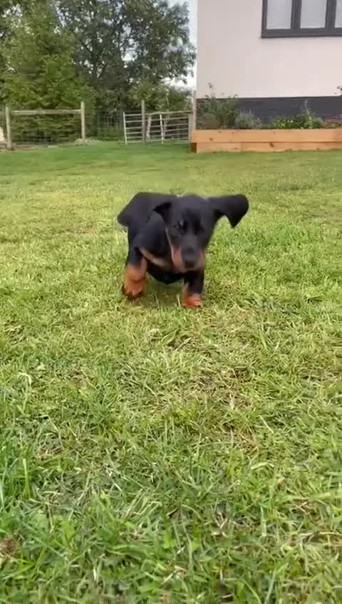 Dachshund dogs for sale: Standard Black & Tan dachshund (boy) - Video 2
