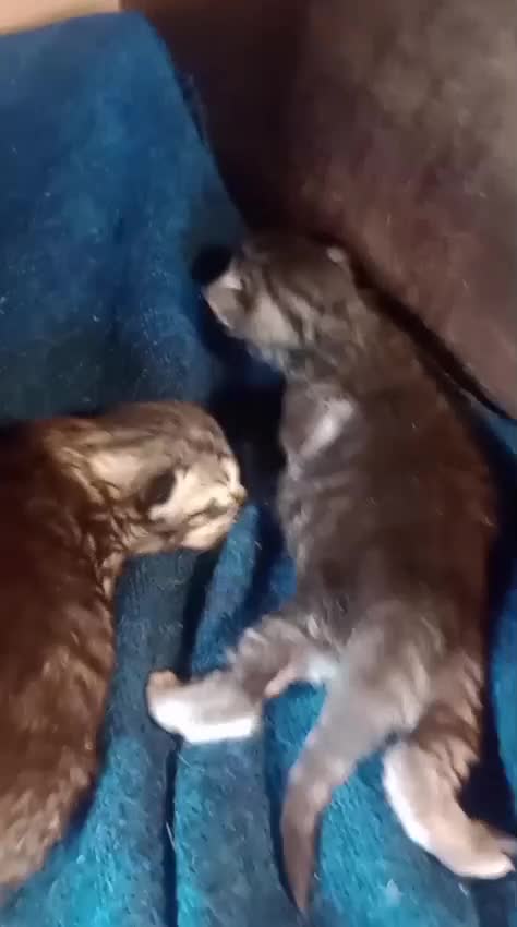 Maine Coon cats for sale: Maine Coon Kittens - Video 1