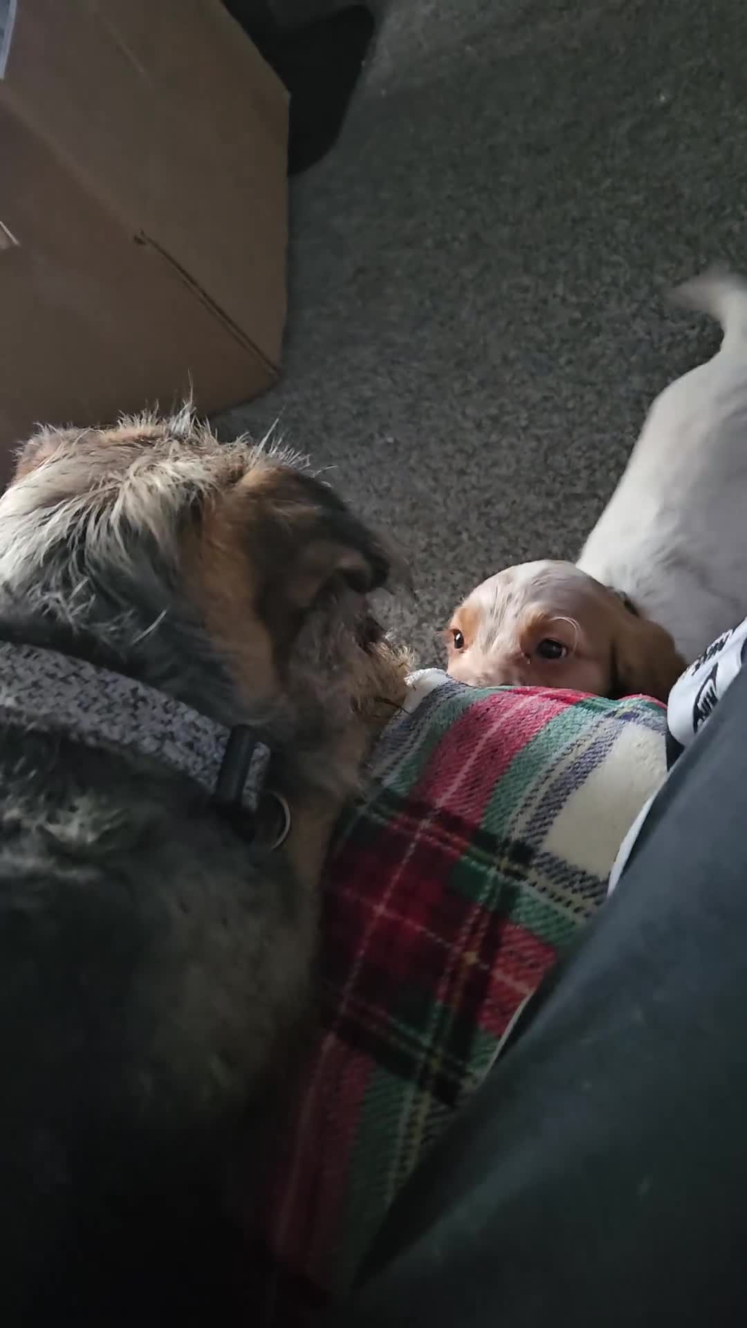 Cocker Spaniel dogs for sale: Lemon and white  cocker spaniel girl  - Video 1