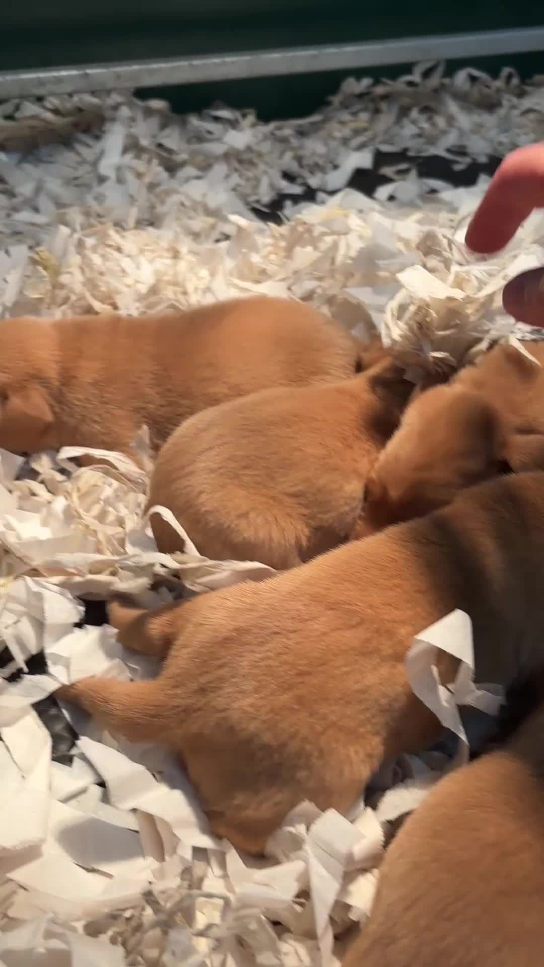 Labrador Retriever dogs for sale: KC Registered Fox Red Labradors - Video 1