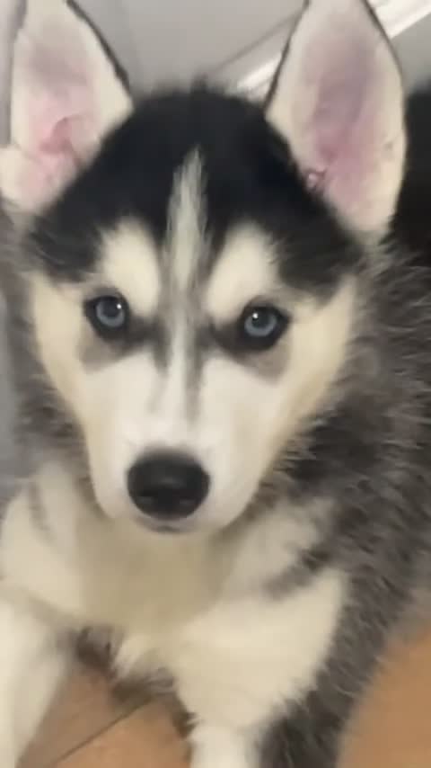 Siberian Husky dogs for sale: Siberian husky - 8 weeks old - Video 1