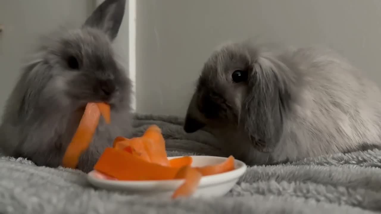 Mini Lop rabbits for sale: Two baby bunnies for sale🤍🤍 in Blandford Forum - Video 1