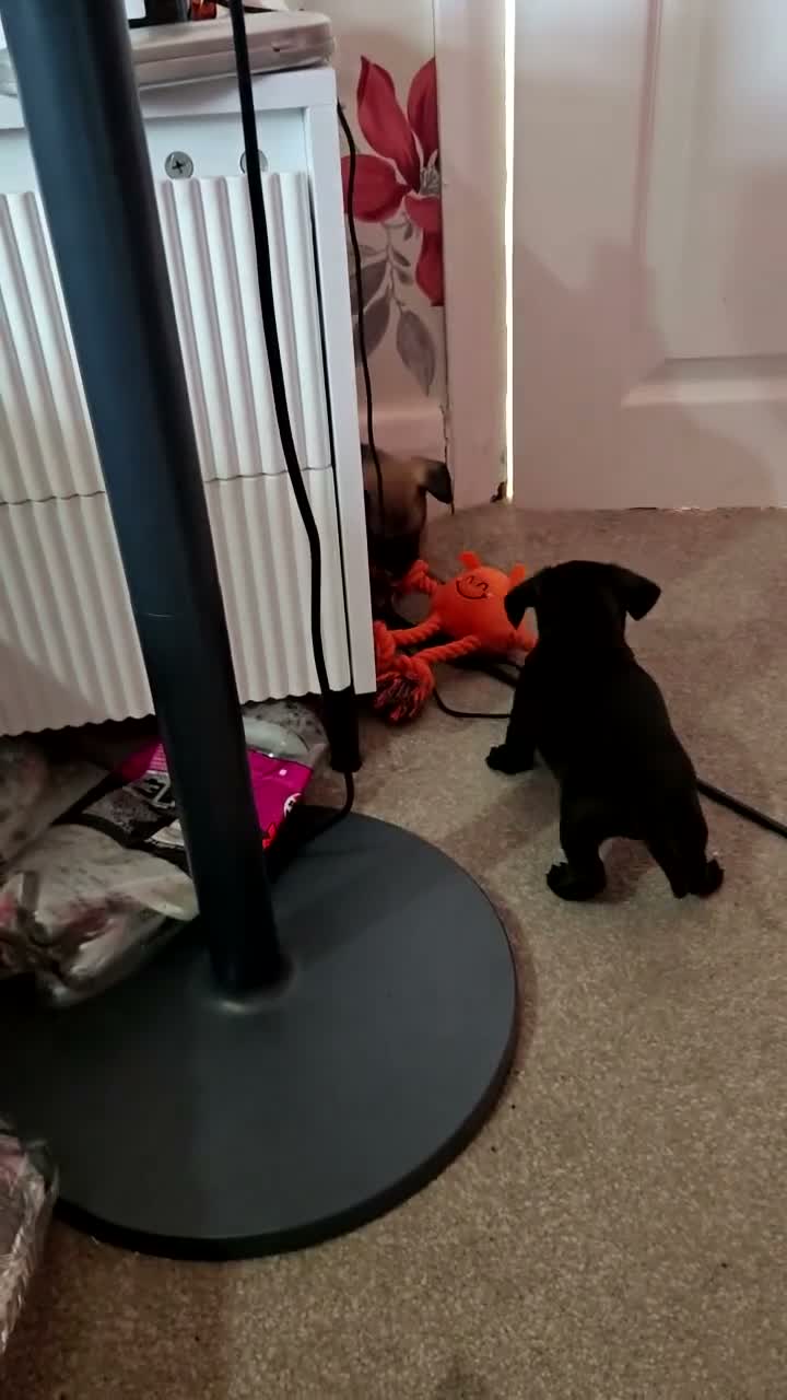 Mixed Breed dogs for sale: Chi x pups  in Derby - Video 1