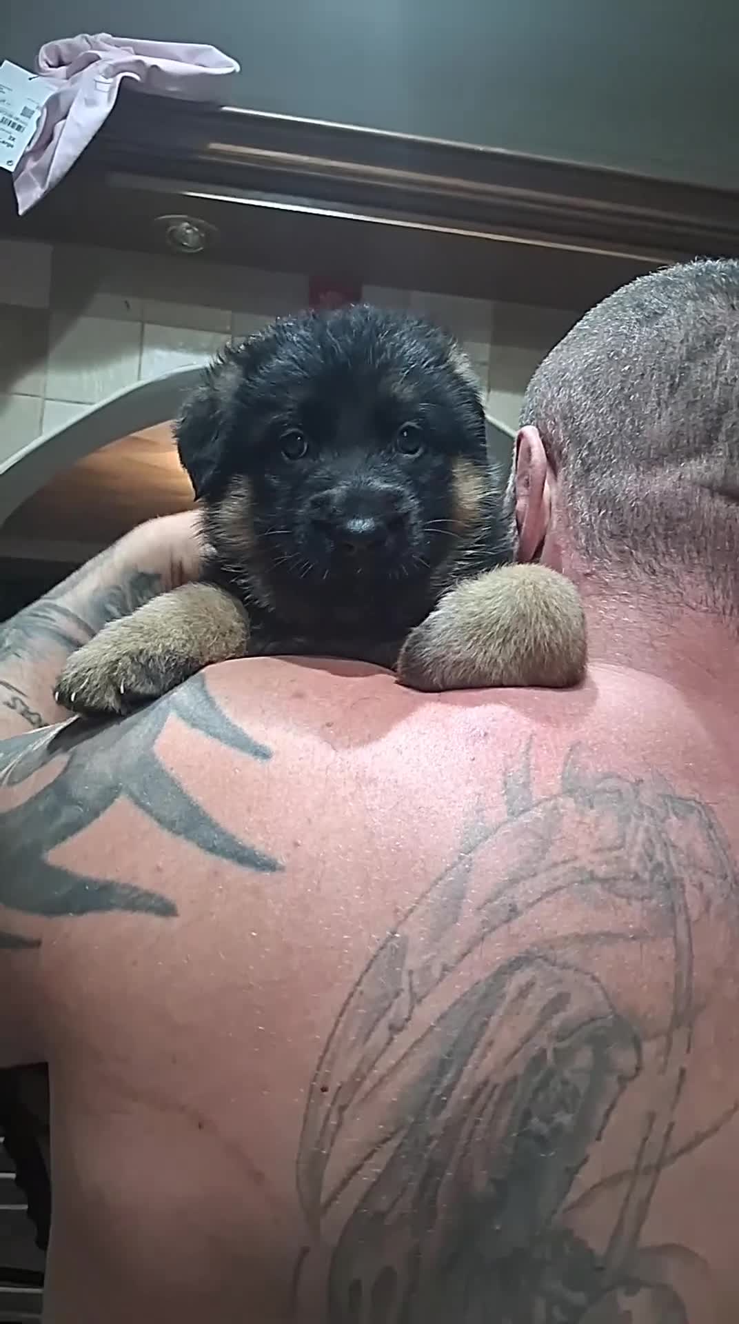 German Shepherd dogs for sale:   Last two KC Registered BeautifulGerman Shepherd  - Video 2