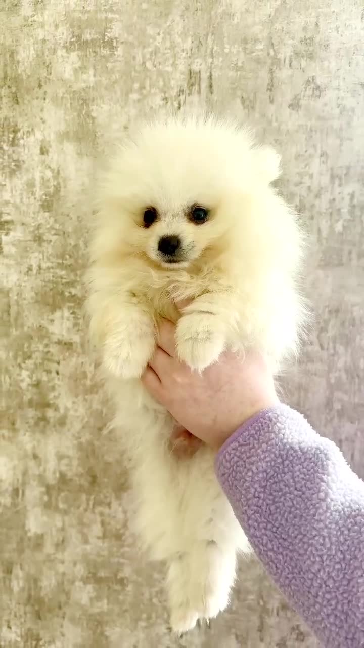 Pomeranian dogs for sale: White Pomeranian Males - Video 1