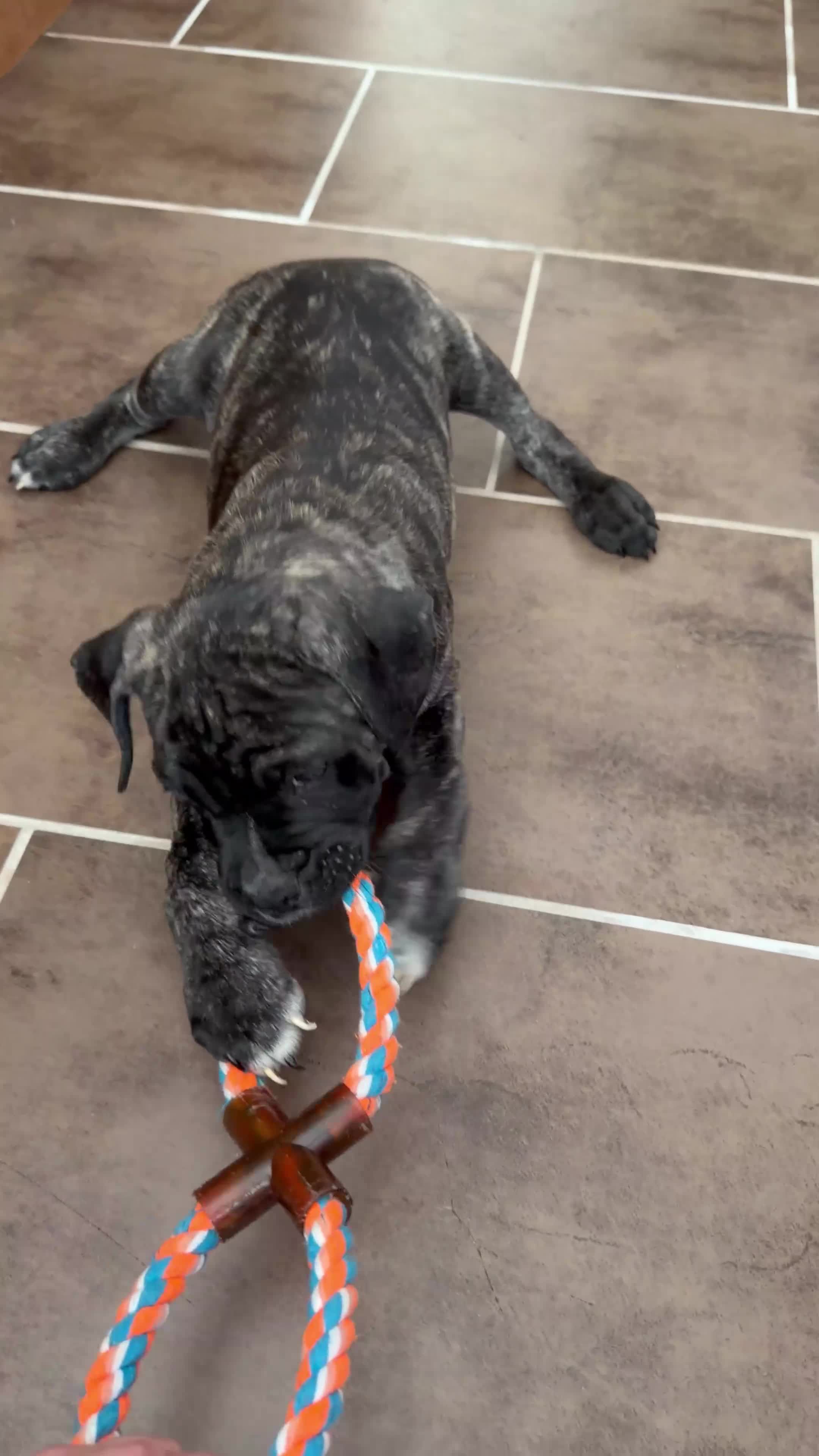 Mixed Breed dogs for sale: Staff mixed with pug in Manchester - Video 1