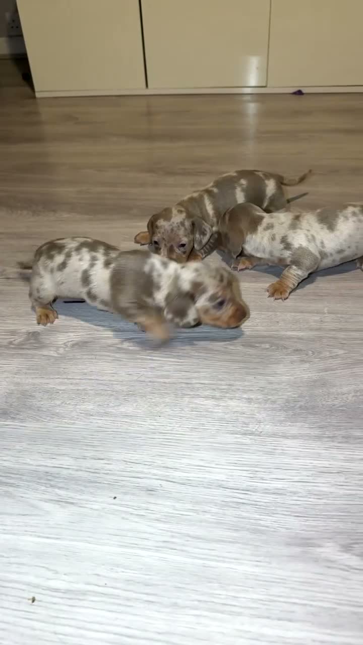 Miniature Dachshund dogs for sale: TINY MINI DACHSHUND PUPS - Video 1