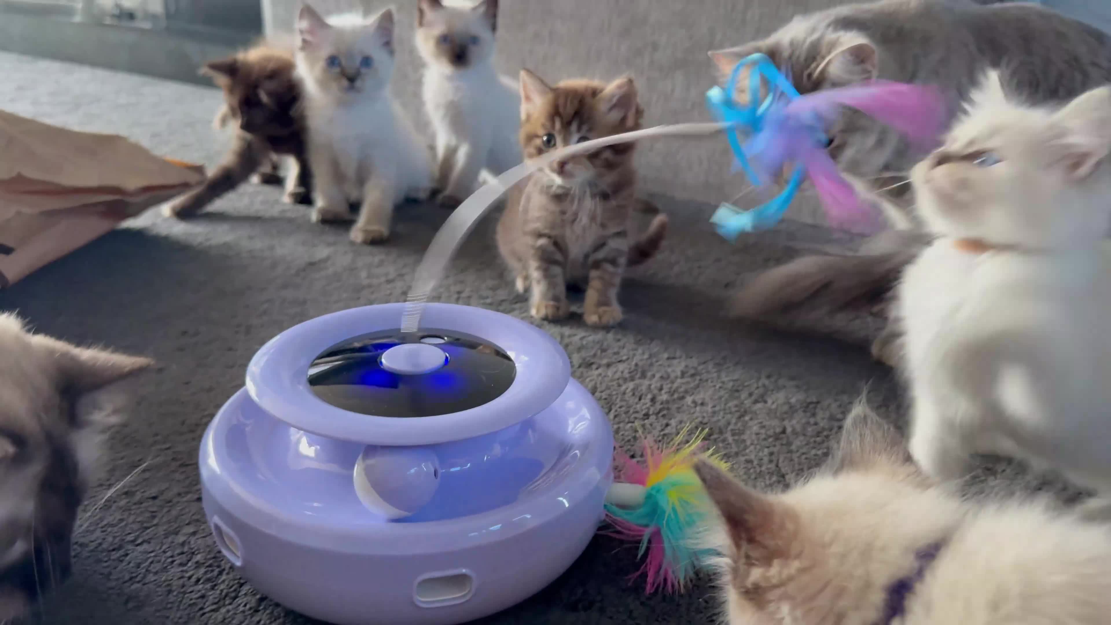 Ragdoll cats for sale: RARE RAGDOLL BABYS  - Video 1
