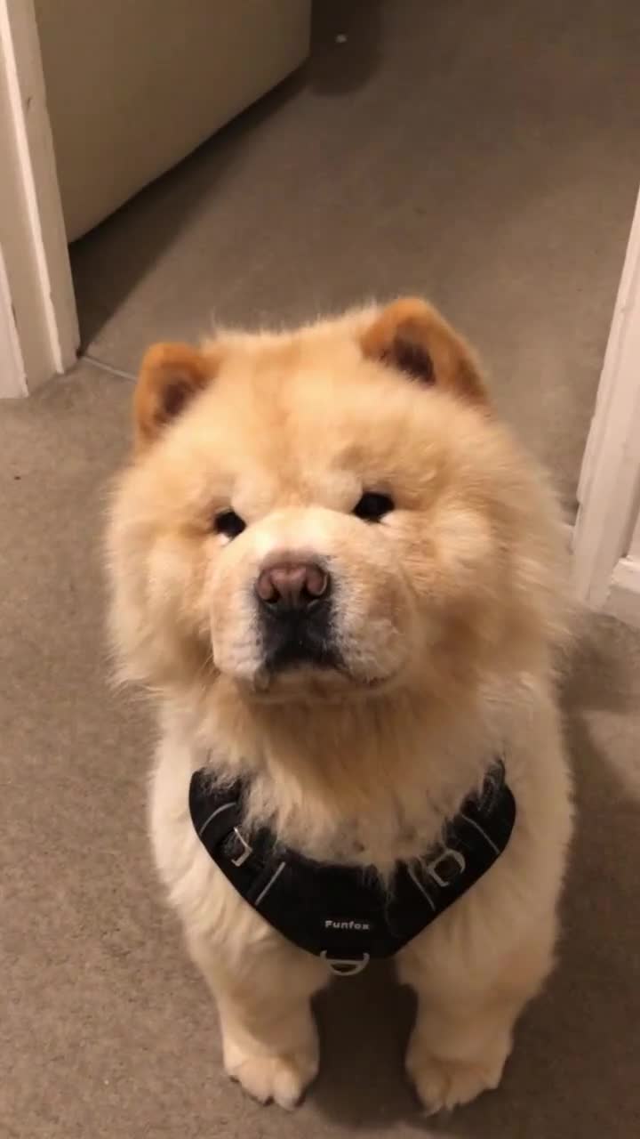 Chow Chow dogs for sale: Male cream chow chow (Loki) - Video 3