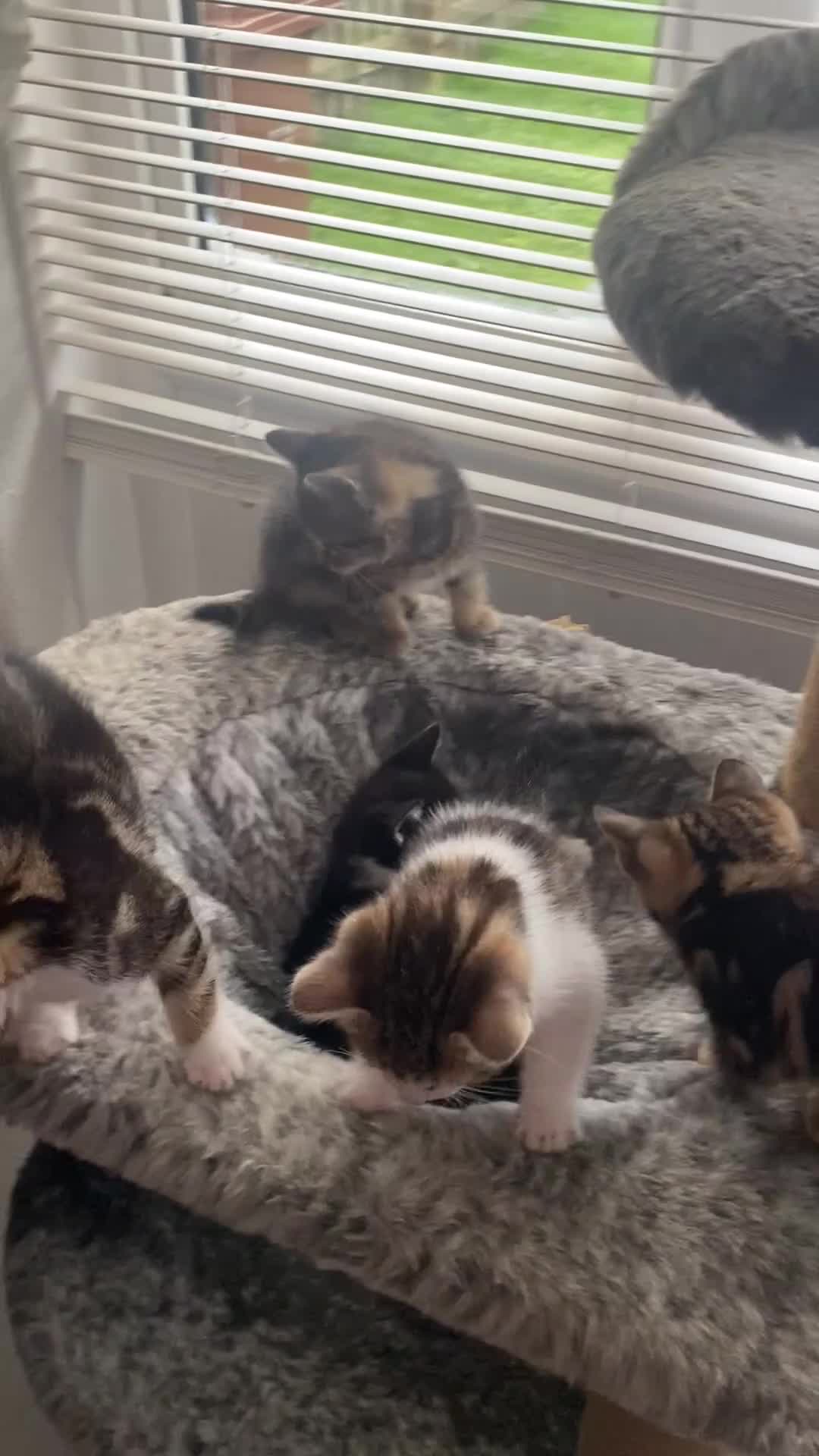 Mixed Breed cats for sale: Kittens for sale - Video 3