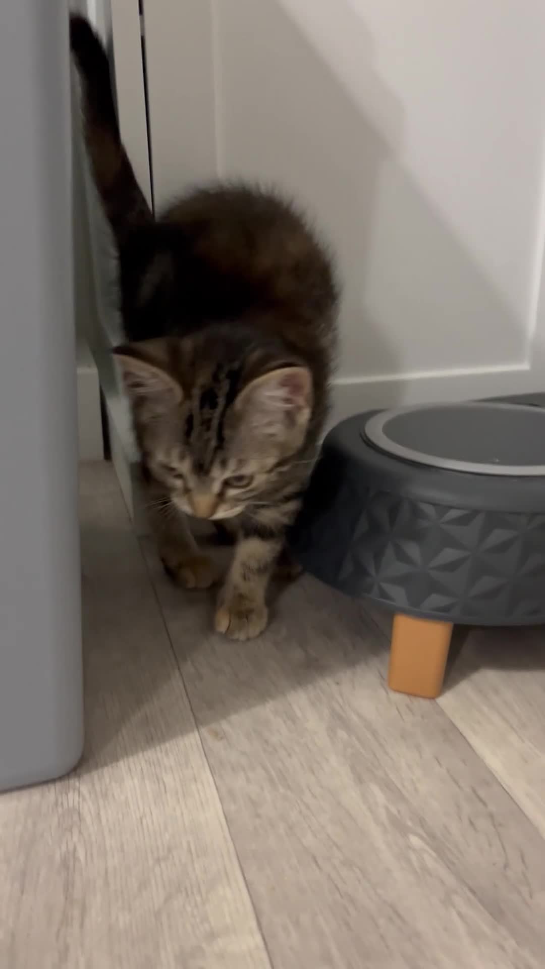 Mixed Breed cats for sale: Beautiful playful sweethearts - Video 4