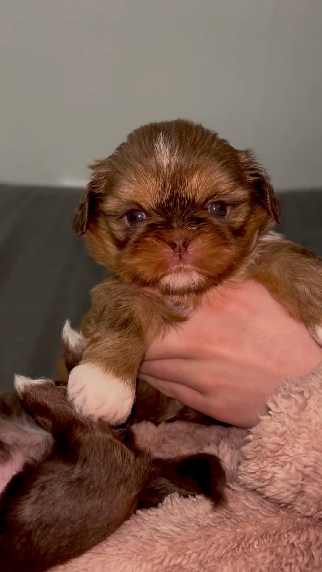 Shih Tzu dogs for sale: Imperial Shih Tzu🐾 in Liverpool - Video 2