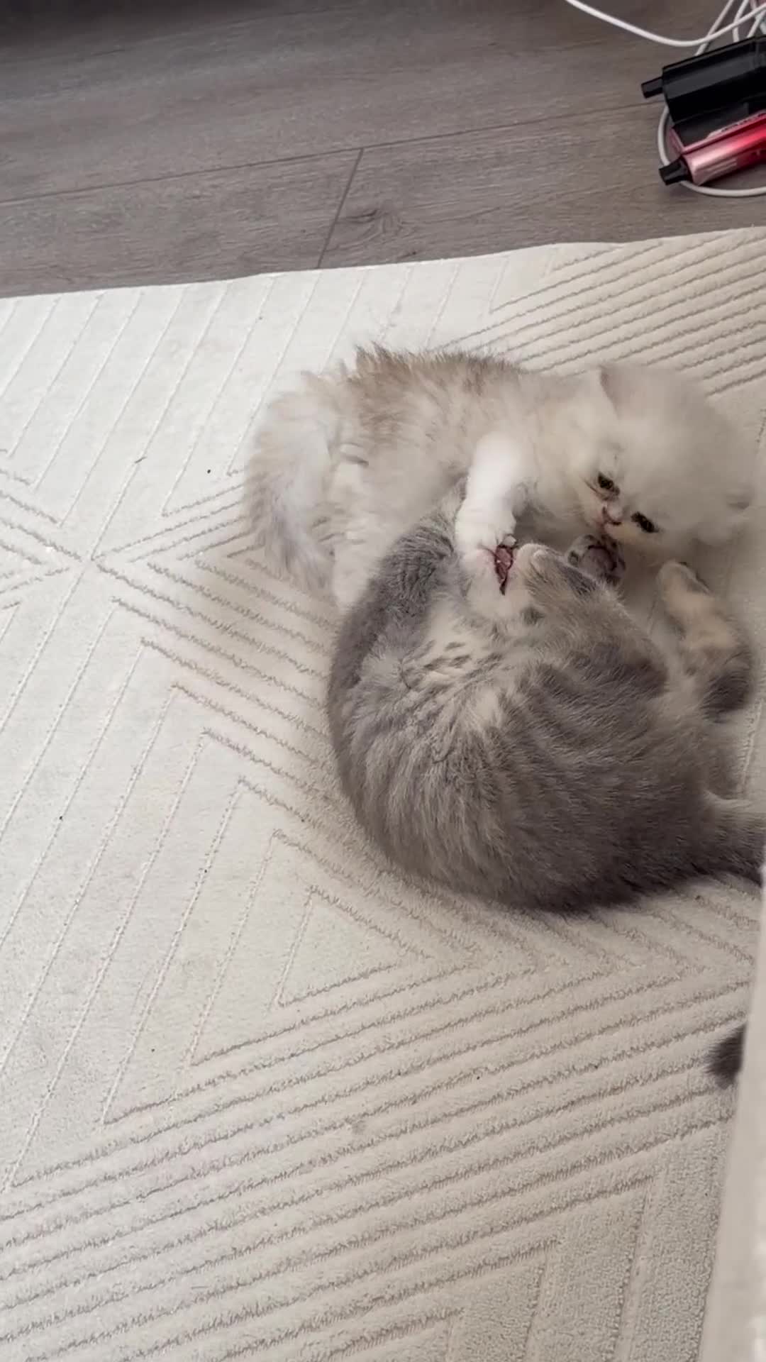 Persian cats for sale: persian beautiful male kitten - Video 1