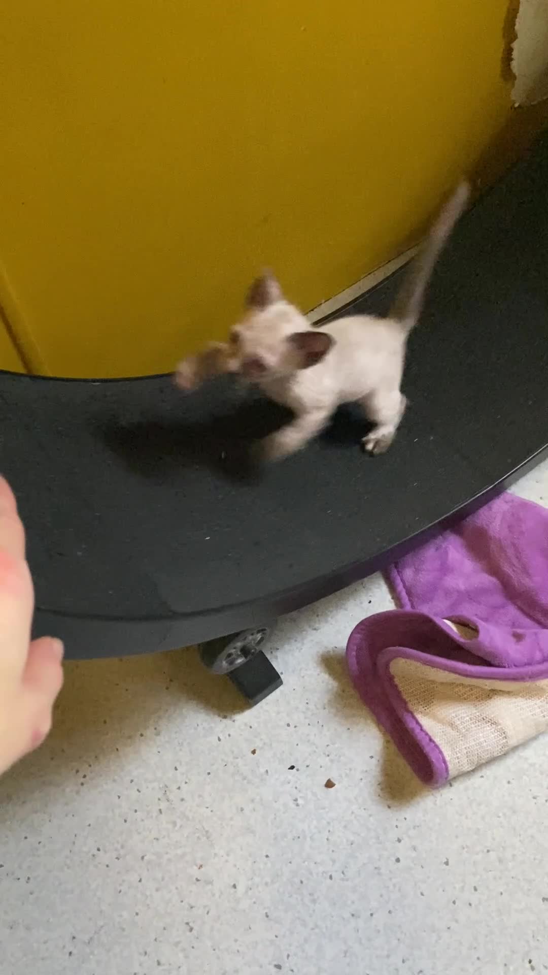 Sphynx cats for sale: Sphynx kittens 😍🥰🥰 - Video 1