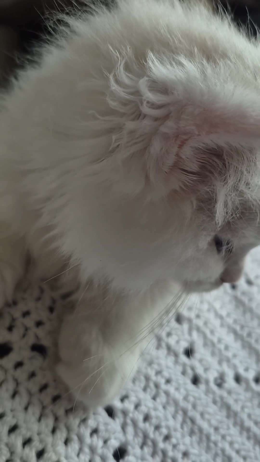 Ragdoll cats for sale: Ragdoll Kittens TICA Registered - Video 4