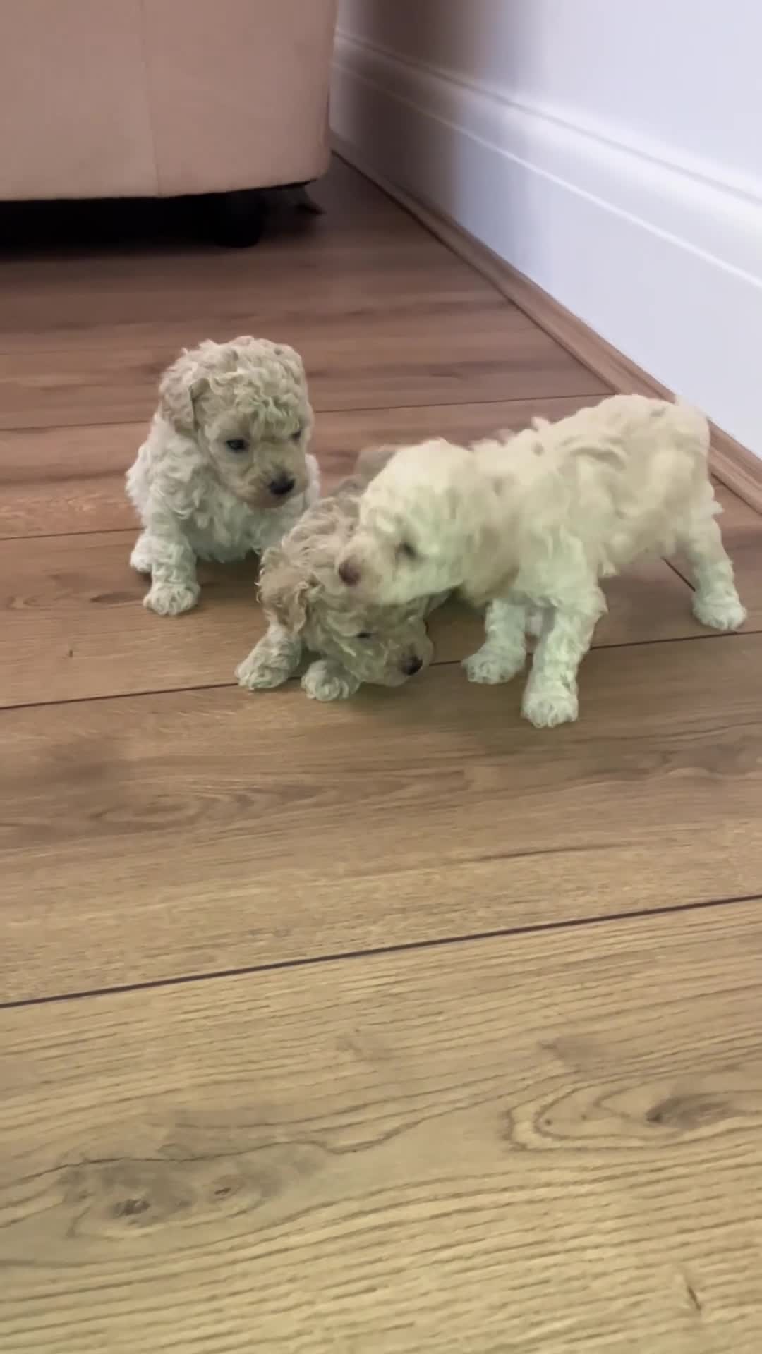 Toy Poodle dogs for sale: KC registered toy poodle girls - Video 1