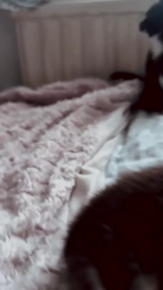 Domestic Shorthair cats for sale: 2 Kittens for sale - Video 1