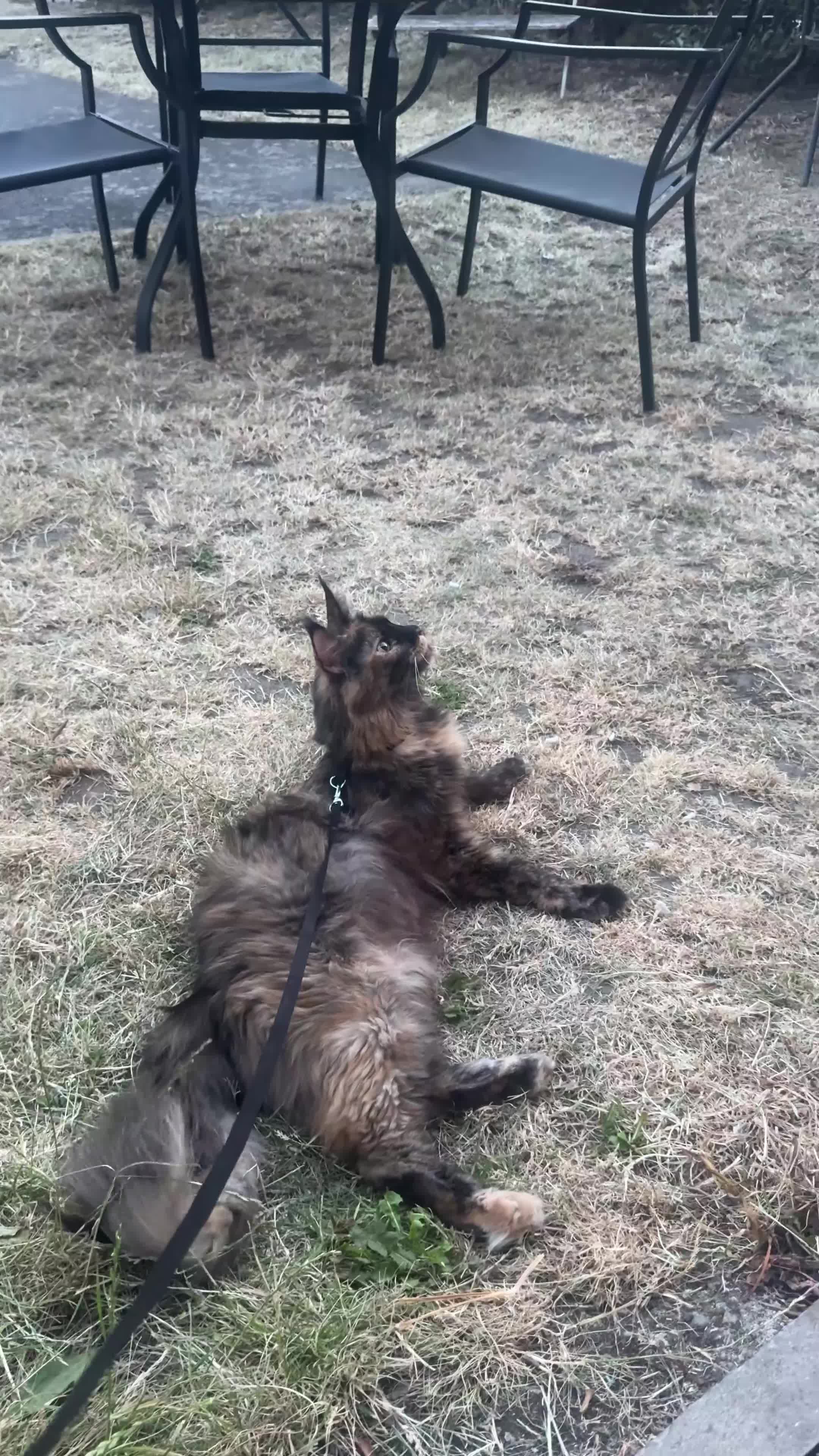 Maine Coon cats for sale: XXL Maine coon  in Leeds - Video 2