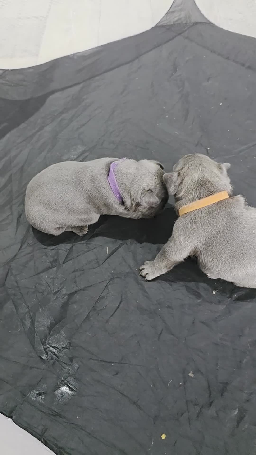 French Bulldog dogs for sale: French Bulldog Puppies! - Video 2