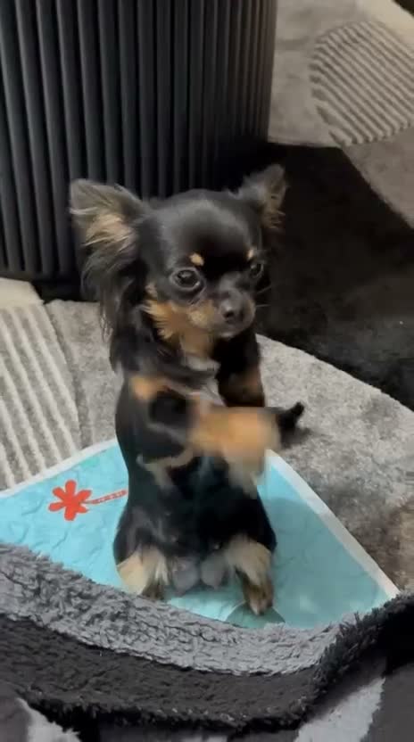Chihuahua dogs for sale: Two XXX Small chihuahua puppies  - Video 1