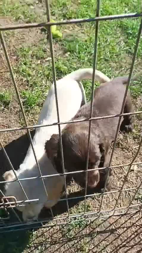 Cocker Spaniel dogs for sale: Working cocker spaniel puppies - Video 1