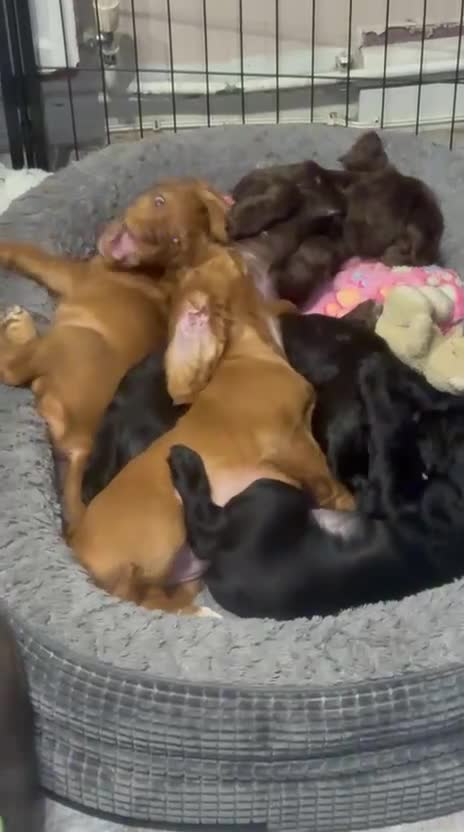 Cocker Spaniel dogs for sale: 2 Black Cocker Spaniel Girls READY TO LEAVE! - Video 1