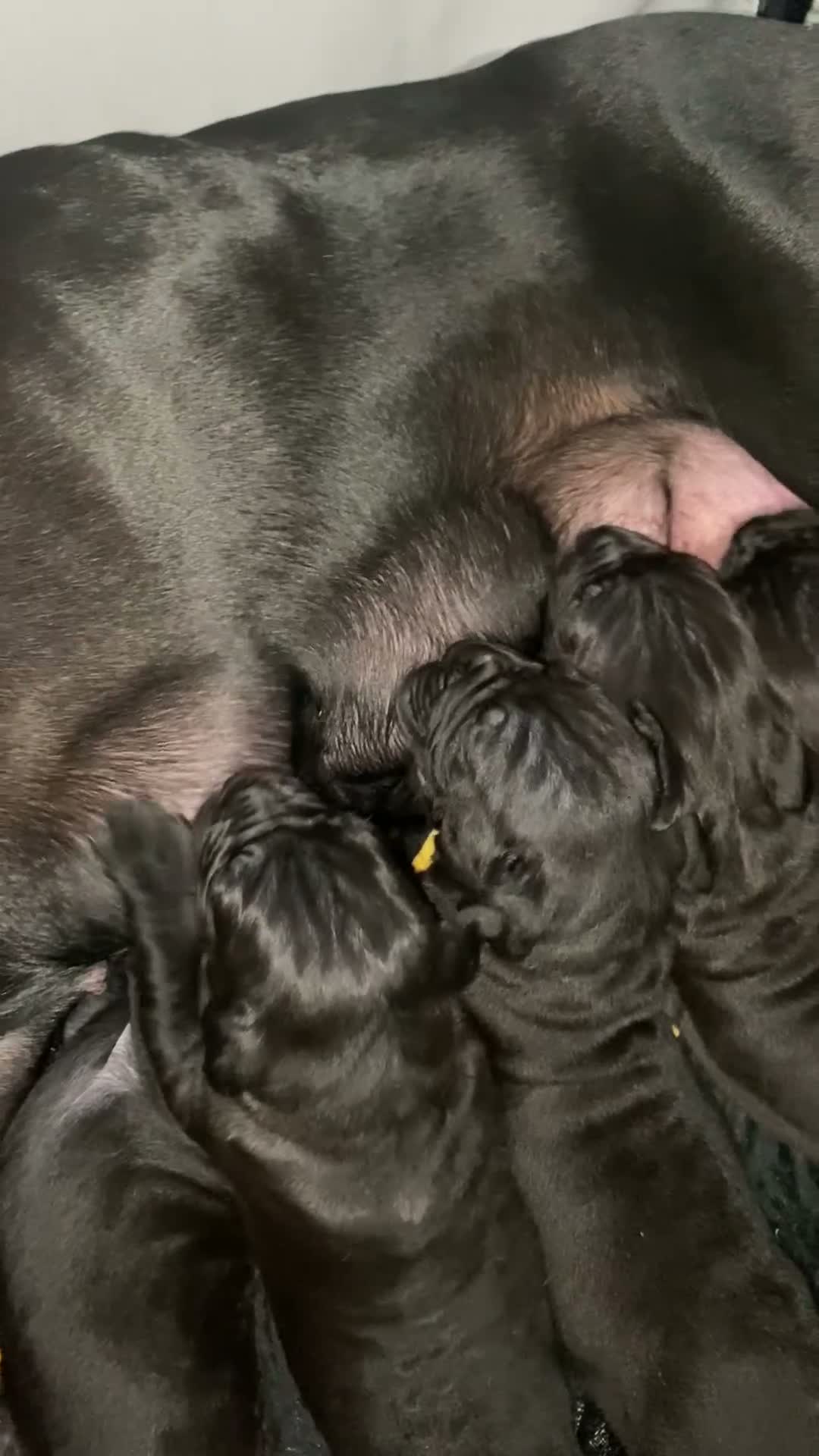 Cane Corso dogs for sale: X4 female cane corso  - Video 2